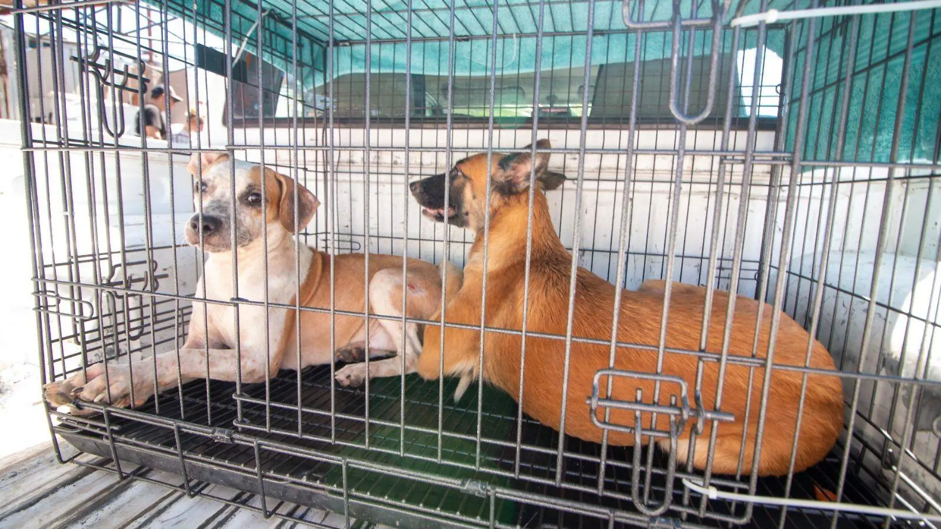 Sancionan a responsable de abandonar a 20 perros en La Paz